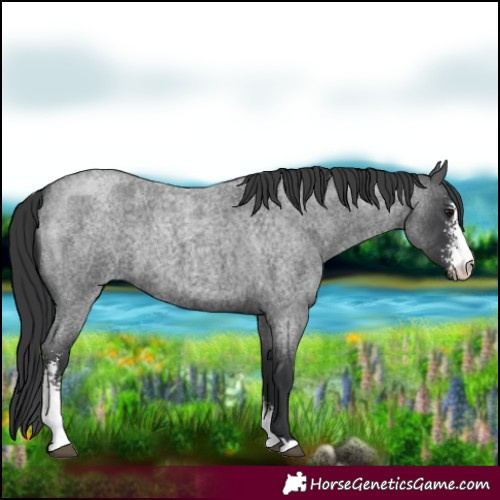 Horse Color:Blue Roan Sabino