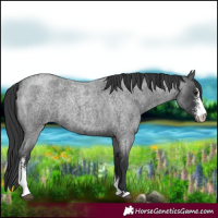 Horse Color:Blue Roan Sabino