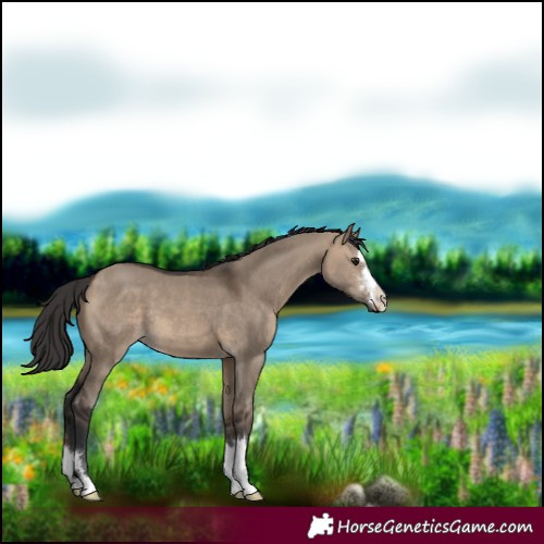 Horse Color:Brown Dun 