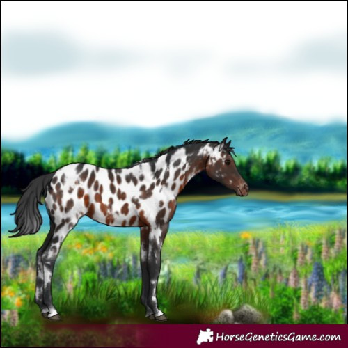 Horse Color:White Spotted Brown Near Leopard 