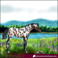 Horse Color:White Spotted Brown Appaloosa 