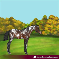 Horse Color:White Spotted Brown Appaloosa 