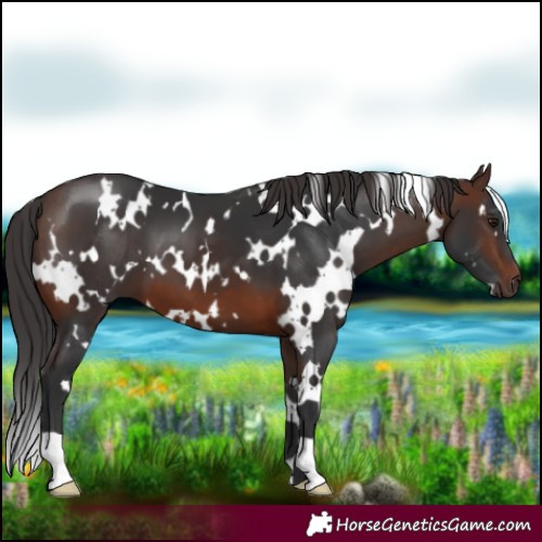 Horse Color:White Spotted Brown