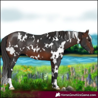 Horse Color:White Spotted Brown 
