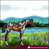 Horse Color:White Spotted Brown 