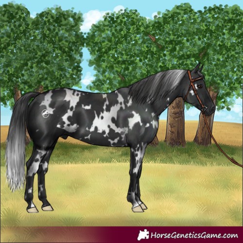 Horse Color:White Spotted Black 