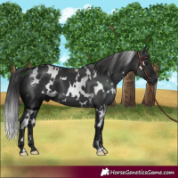 Horse Color:White Spotted Black