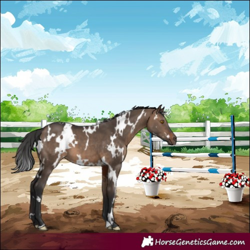 Horse Color:White Spotted Brown Dun 