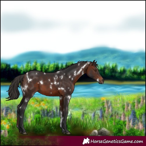 Horse Color:White Spotted Brown 
