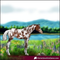 Horse Color:White Spotted Silver Brown Appaloosa 
