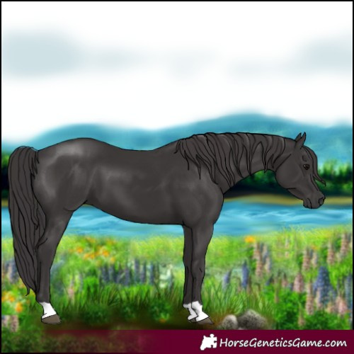 Horse Color:Smoky Black