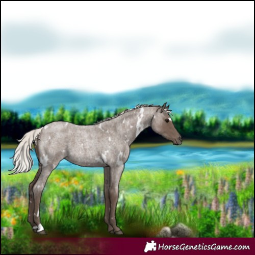 Horse Color:White Spotted Silver Blue Roan