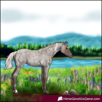 Horse Color:White Spotted Silver Blue Roan 