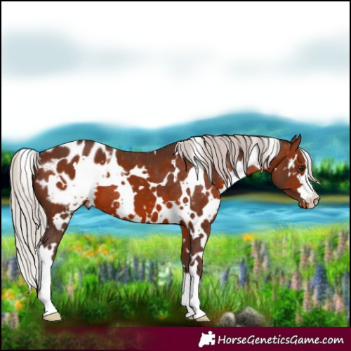 Horse Color:White Spotted Silver Brown Blanket 