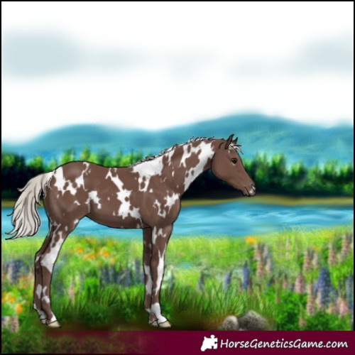Horse Color:White Spotted Silver Black