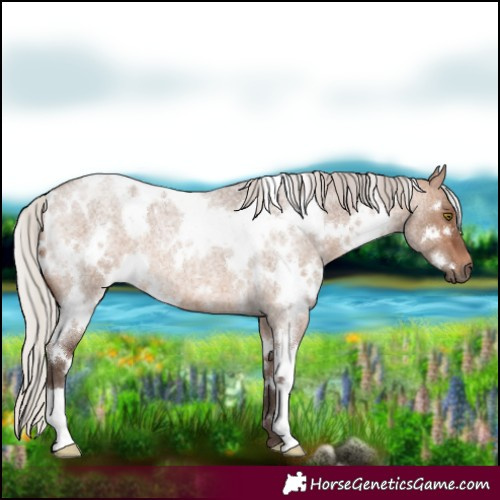 Horse Color:White Spotted Silver Brown Roan Dun