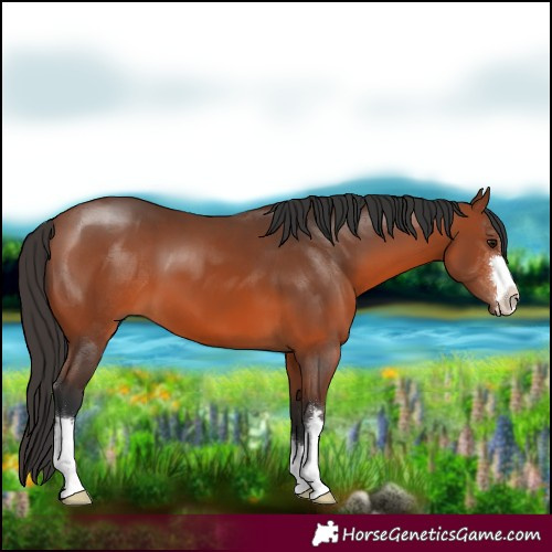 Horse Color:Bay 