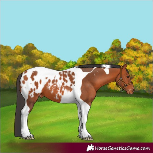 Horse Color:Bay Tobiano Appaloosa 