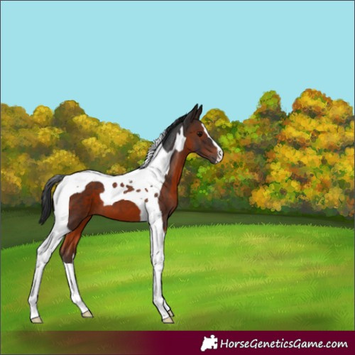 Horse Color:Brown Tobiano 