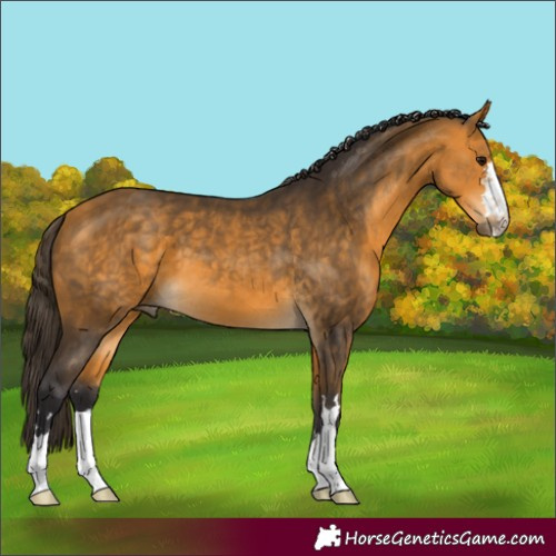 Horse Color:Buckskin 