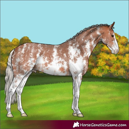 Horse Color:Silver Bay Sabino 