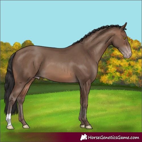 Horse Color:Sable Champagne 