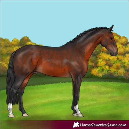 Horse Color:Brown 