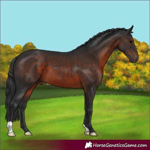 Horse Color:Brown 