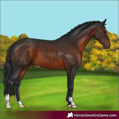 Horse Color:Brown 