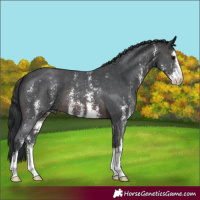 Horse Color:Brown Sabino