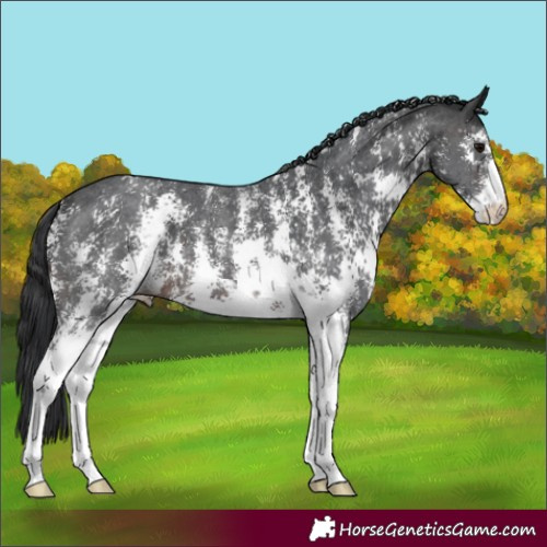 Horse Color:Brown Sabino 