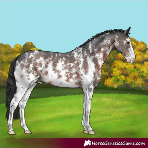Horse Color:Brown Sabino 