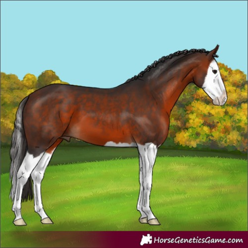 Horse Color:Bay Splash 