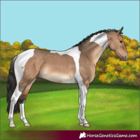 Horse Color:Brown Dun Tobiano 