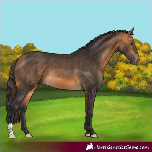 Horse Color:Buckskin 