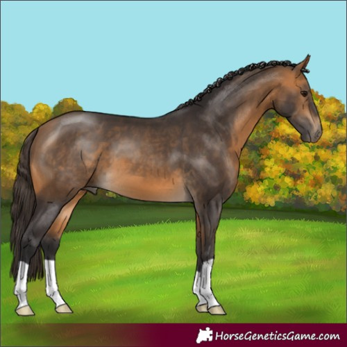 Horse Color:Buckskin 