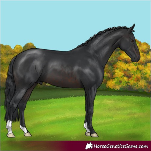Horse Color:Brown 