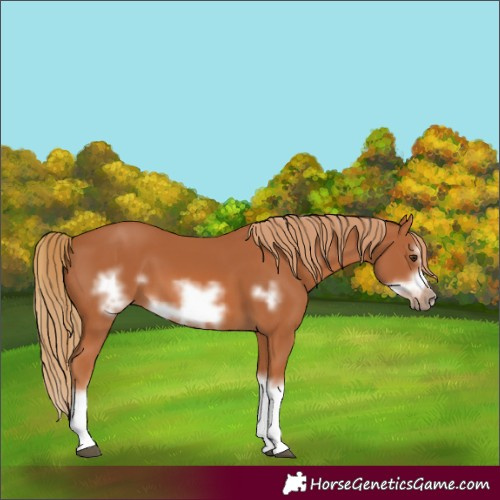 Horse Color:Chestnut Splash Frame