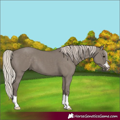Horse Color:Silver Grullo 