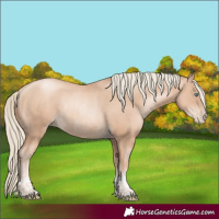 Horse Color:Gold Champagne Pearl Rabicano and Gold Champagne Pearl Rabicano