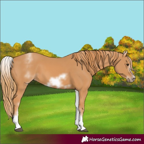 Horse Color:Unknown 