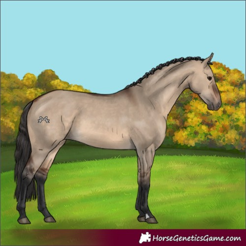 Horse Color:Brown Dun 