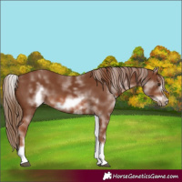 Horse Color:Unknown 