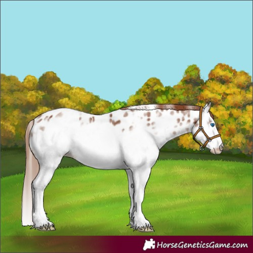 Horse Color:Chestnut Sabino Splash Frame Appaloosa 
