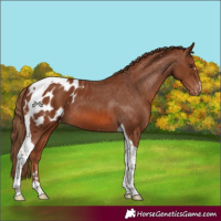 Horse Color:Chestnut Tobiano Appaloosa 