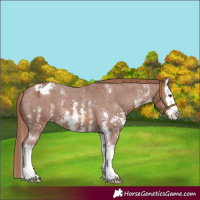 Horse Color:Chestnut Sabino Splash Appaloosa 