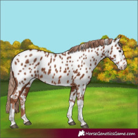 Horse Color:Chestnut Tobiano Appaloosa 
