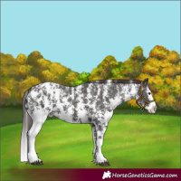 Horse Color:Liver Chestnut Sabino Splash Appaloosa 