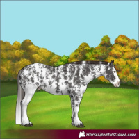 Horse Color:Liver Chestnut Sabino Splash Blanket