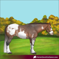 Horse Color:Bay Sabino Splash Frame Appaloosa